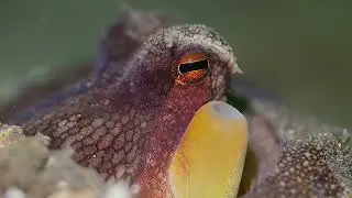 Lembeh 11