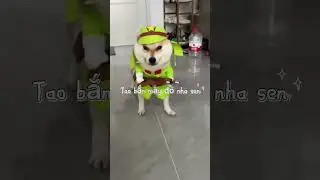#dogs #pets #cute soldier dog. #comedy