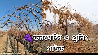 ​The right time and rules for pruning grapevines | Grapevine Pruning & Dormancy Care.