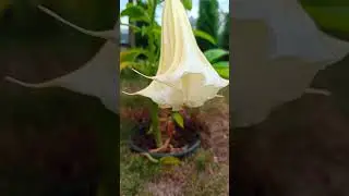 Datura Bieluń Brugmansja skąd tyle mr&oacute;wek?