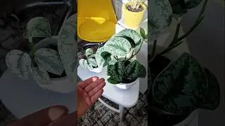 сциндапсус сильвер леди и пиктус треби экзотика / silver Lady, exotica #plants #растения