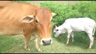Amazing and Funny baby cow Animal compliment # 68 (2021)