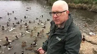 #2   Meet the birds - Diving ducks - March 2020