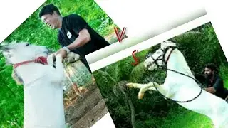 M4 Tech🆚 VFC MY17MEDIA  MALAYALAM