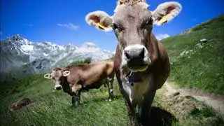 DJ Chueli - &Ouml;rgliswag (Original Swiss Accordion Trap)