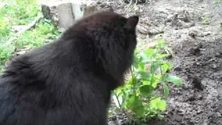 Fluffy and the catnip plant