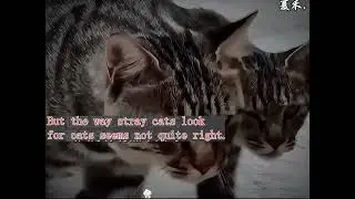 The calico cat helps find the domestic cat#funny #pokemon #happy #comedy #dog #cat #catlover