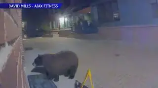 A bear-y odd guest: Bear breaks into Aspen gym
