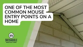 One of the Most Common Mouse Entry Points on a Home