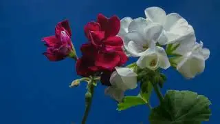 Relaxation Music Relaxation Soothing for our Health