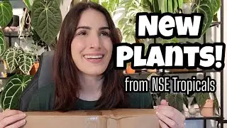 PLANT MAIL!! 🌿 Stunning Anthurium Unboxing from NSE Tropicals 🖤✨️