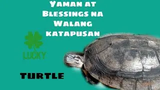 Yaman at Blessings na Walang Katapusan (Pagong : Swerte o Malas)