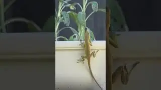 I love having lizards in my garden, they keep most of the bugs away! #garden #lizard #gardening