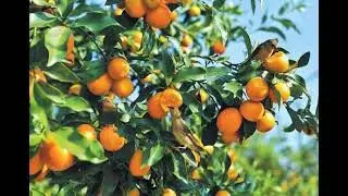Birds eating orange from tree | amazing birds videos | natural fruit 