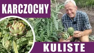 Jak wyhodować karczochy z nasion – bez przekopywania ziemi