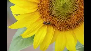 APICULTURE. E51 Retour sur la saison apicole 2021 chez Arpeli