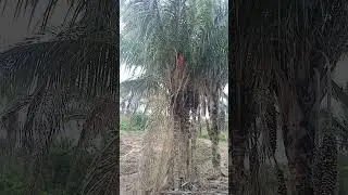 olha o fruto dessa palmeira 🌴 como &eacute; lindo