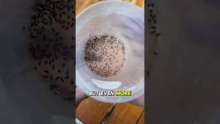 Why Do I Breed Fruit Flies In My Home?
