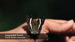Abundant Arunachal - The Winged Jewels of Wakro & Kamlang WLS