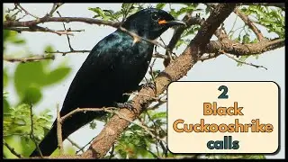2 Black Cuckooshrike calls