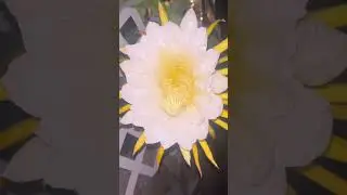 Dragon Fruit Hand Pollination🌻
