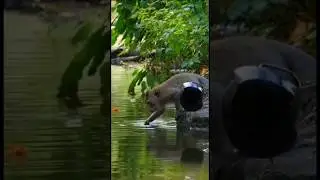 Monkey, your attack was awesome #monkey #shorts