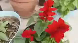 Beautiful rose || Winter flowering plants 