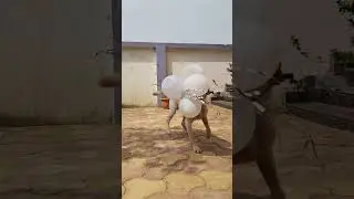 Labrador retriever playing with balloon❤️🐕🤗 # cute labrador # pet # animal # puppy # dog playing #