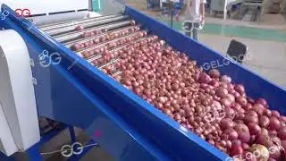 Onion Grading Line #onionratetoday