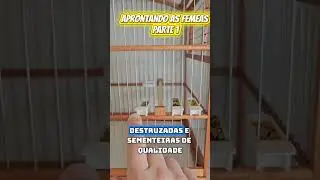 COMO APRONTAR FEMEA DE COLEIRO E PAPA CAPIM PARTE 1 #papacapim #coleirosolto #passaros #coleiro