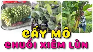 Chuối xi&ecirc;m l&ugrave;n cấy m&ocirc; | 0386569374 - Ngọc Ng&acirc;n Bến Tre | Chuy&ecirc;n c&acirc;y độc lạ
