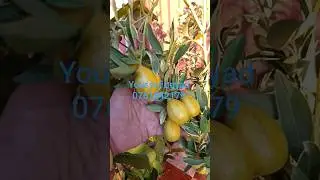 إرسال أشجار مختلفة مثمرة لمدينة بركان