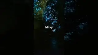 The Magical Glowworm Caves of New Zealand #facts #fact #natural #nature #wildlife #history #science
