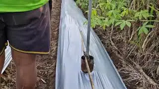 WATCH FARMERS USE THIS AMAZING TOOL TO MAKE PERFECT PLASTIC MULCH HOLES! -Agriculture Farming