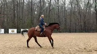 University of South Carolina. Horsemanship Scrimmage on Z