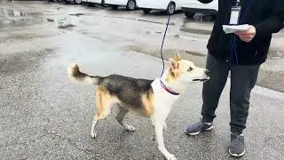 A2054235 GSD and A2053878 Hermes temp test