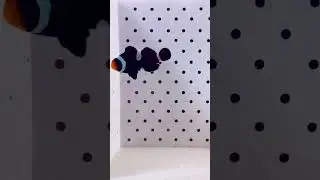 Peces payaso: &iexcl;Los colores del arrecife en tu acuario!