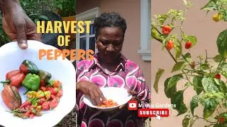 Pepper Harvests 2024  - Pepper Dem Gang