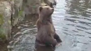 Crazy Bears