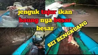 baung kuning yang sangat besar
