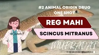 Reg mahi || Animal origin drug ||Mufradat ||Bums ||Unani drugs || Unani medicine