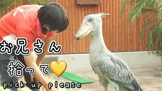 掛川花鳥園ハシビロコウのふたば Shoebill Futaba with English subtitles.お兄さん拾って💛pick up please.