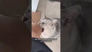 Most Dangerous Cat..