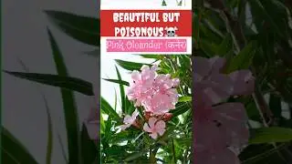 Deadly Beauty: The Hidden Danger of Pink Oleander | गुलाबी कनेर | #poison #plants #awareness #health