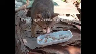 Homeless poor cat is sleeping, waking it up to feed it(eps16)#homeless #loveanimals #cat #stray