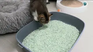 Playful kitten is always curious #cat #kitten #cute #catlover