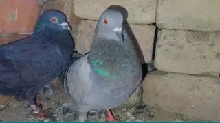 Kab EEg Do Gaye? #pigeon #bird 
