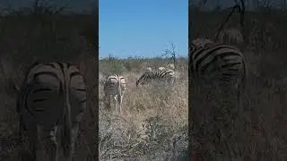 How many zebras can you see #namibianyoutuber #zebra #travel #etoshanationalpark #namibiatourism