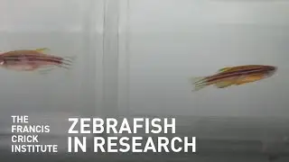 Fish in Research