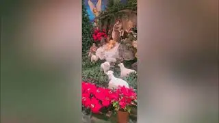 El Hermoso Nacimiento de la Catedral de Comayagua 2025